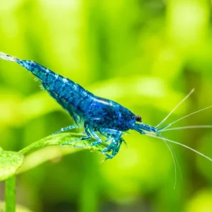 Blaue Rili Garnele (Neocaridina davidi) Echt
